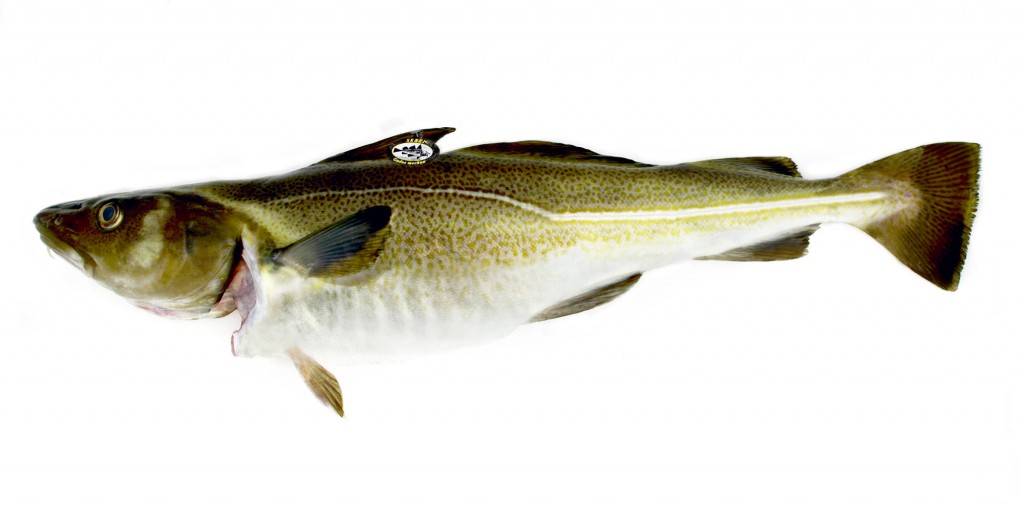 Skrei